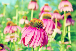 Purple Coneflower1020418308